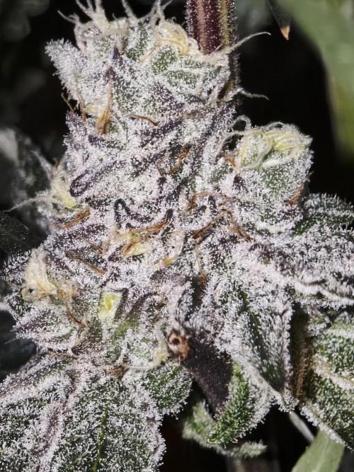 Dante⁸ Scrog Coco. Week 10