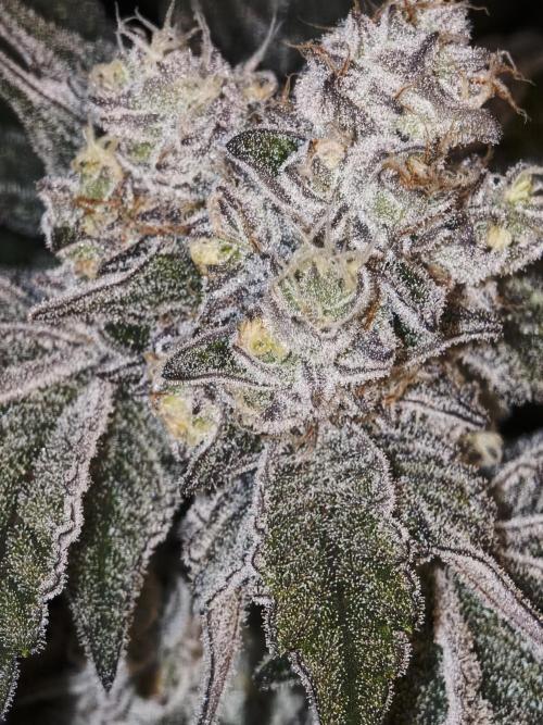 Dante’s Inferno. Week 10