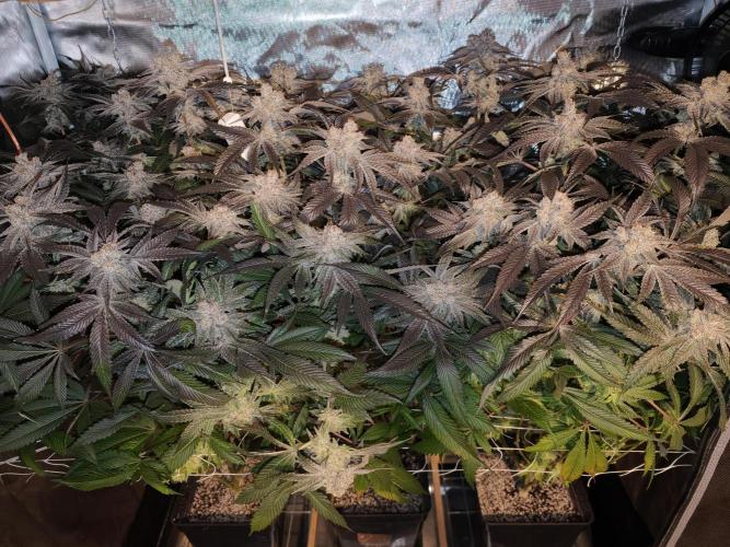 Dante⁸ Scrog Coco. Week 11