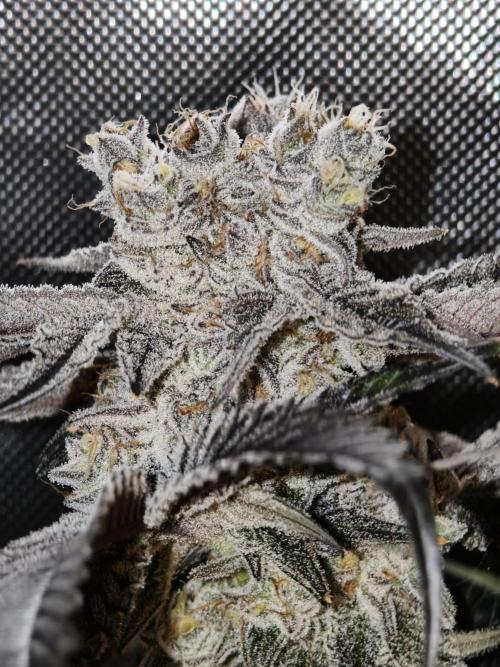 Dante⁸ Scrog Coco. Week 11