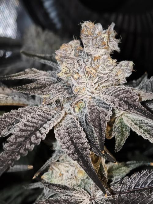 Dante⁸ Scrog Coco. Week 11