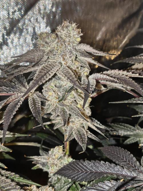 Dante⁸ Scrog Coco. Week 11