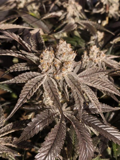 Dante⁸ Scrog Coco. Week 11