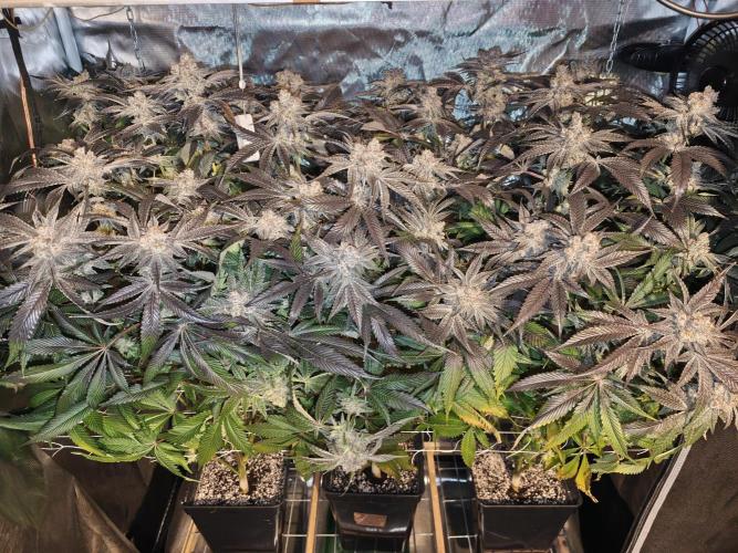 Dante⁸ Scrog Coco. Week 12