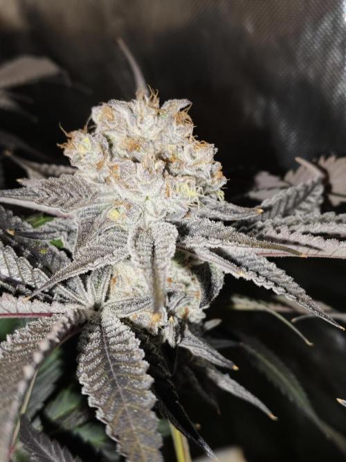 Dante⁸ Scrog Coco. Week 12