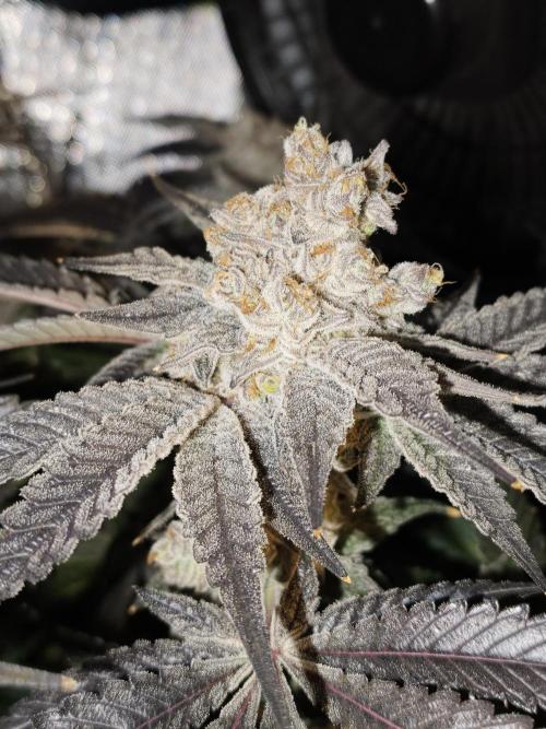 Dante⁸ Scrog Coco. Week 12