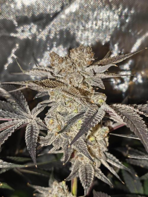 Dante⁸ Scrog Coco. Week 12