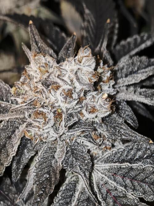 Dante⁸ Scrog Coco. Week 12