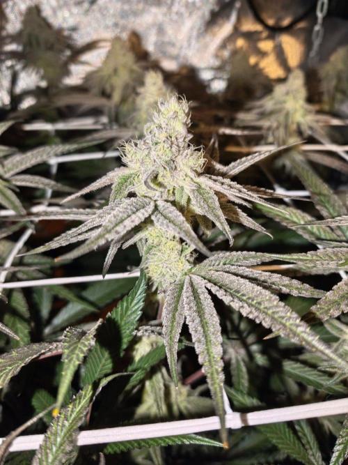 Super Boof. Week 9