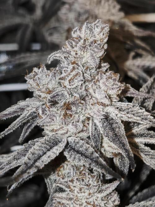 Super Boof. Week 13