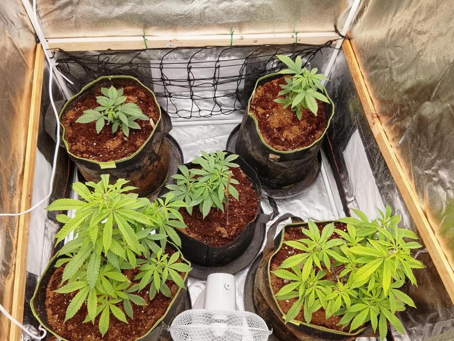 Summer grow. Week 1