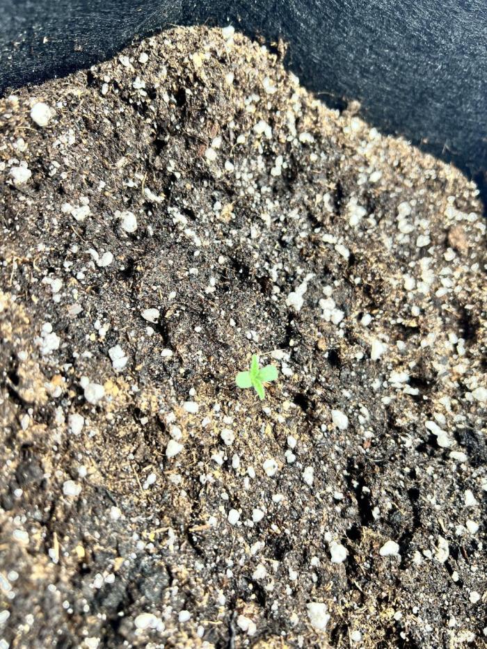 Master Kush Auto Experiment (First Run). Week 0 - First Look I got A few mornings after planting it 