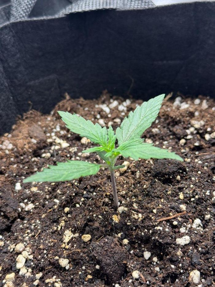 Master Kush Auto Experiment (First Run). Week 2