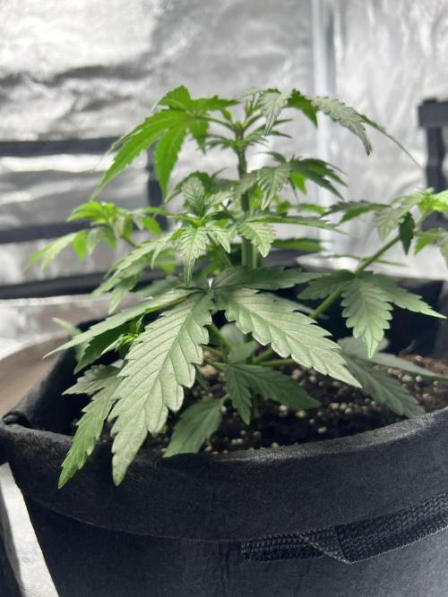 Master Kush Auto Experiment (First Run). Week 4 - Topped (Risky)