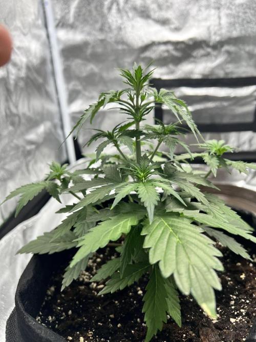 Master Kush Auto Experiment (First Run). Week 4 - Topped (Save ig) 