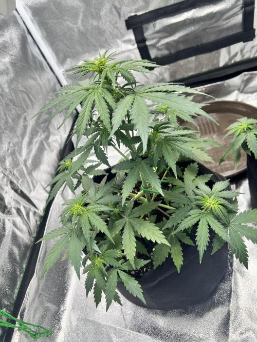 Master Kush Auto Experiment (First Run). Week 5