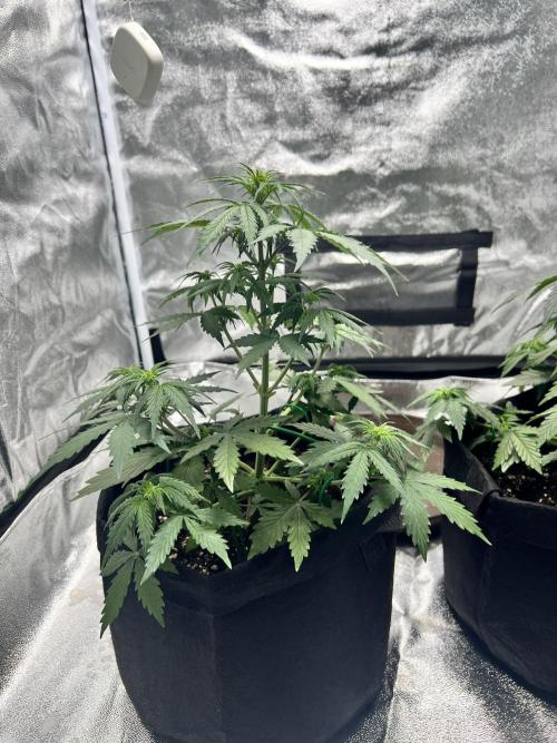 Master Kush Auto Experiment (First Run). Week 5