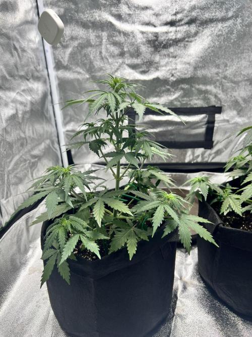 Master Kush Auto Experiment (First Run). Week 5