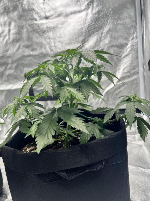 Master Kush Auto Experiment (First Run). Week 5