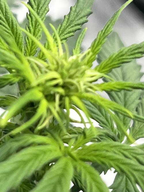 Master Kush Auto Experiment (First Run). Week 5