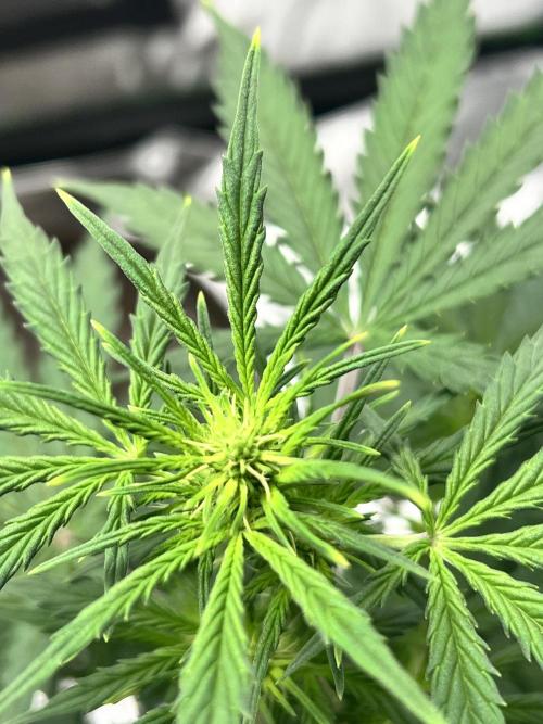 Master Kush Auto Experiment (First Run). Week 6