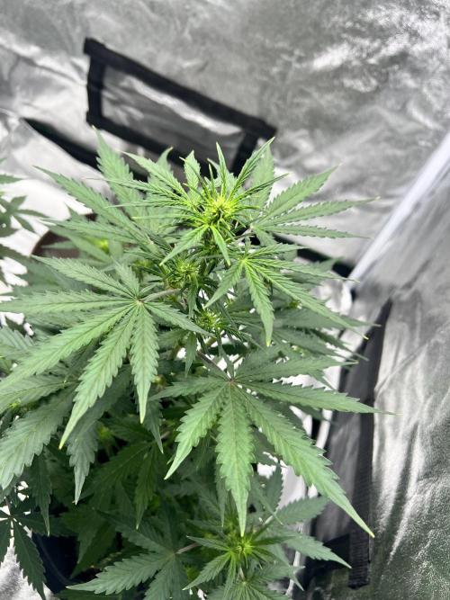 Master Kush Auto Experiment (First Run). Week 6