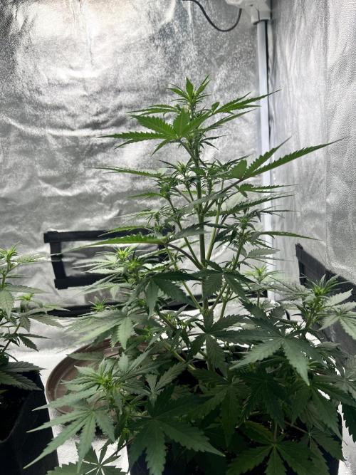 Master Kush Auto Experiment (First Run). Week 6