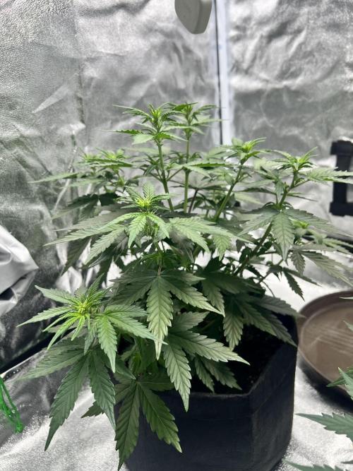 Master Kush Auto Experiment (First Run). Week 6