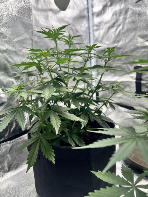 Master Kush Auto Experiment (First Run). Week 6