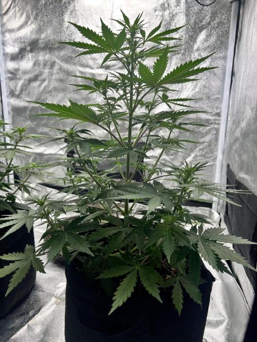 Master Kush Auto Experiment (First Run). Week 6