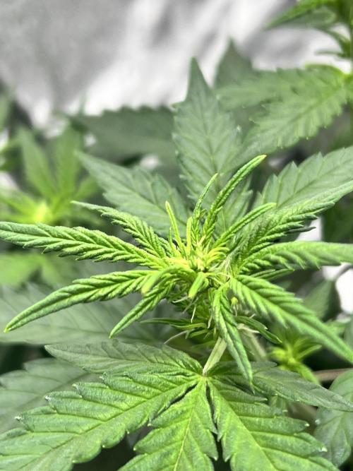 Master Kush Auto Experiment (First Run). Week 6