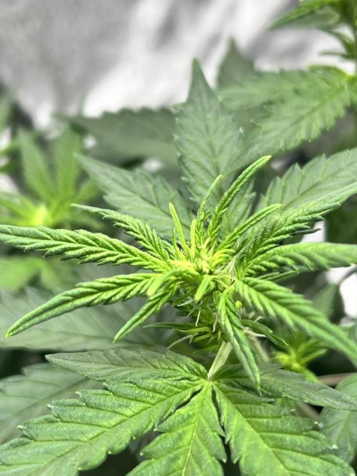 Master Kush Auto Experiment (First Run). Week 6