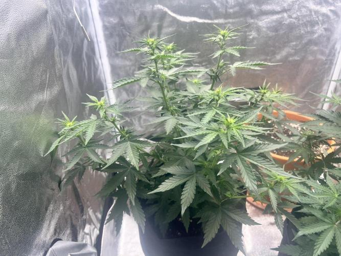 Master Kush Auto Experiment (First Run). Week 6