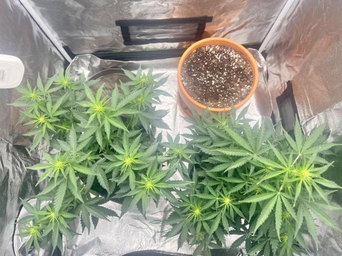 Master Kush Auto Experiment (First Run). Week 6