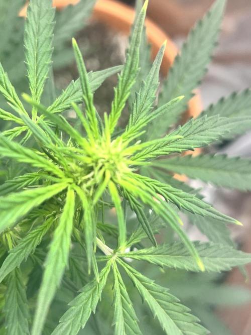Master Kush Auto Experiment (First Run). Week 6