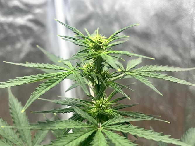 Master Kush Auto Experiment (First Run). Week 6