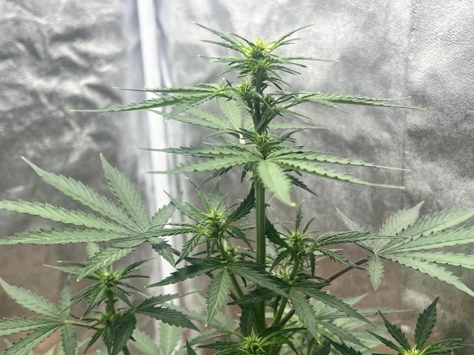 Master Kush Auto Experiment (First Run). Week 6