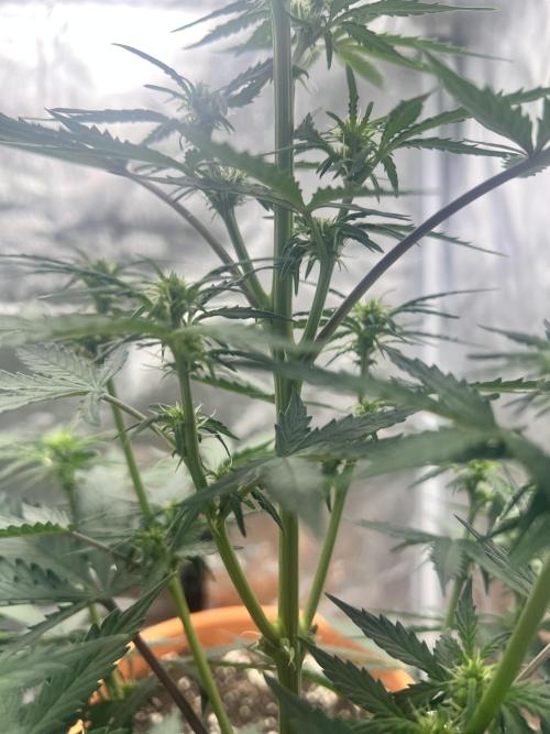 Master Kush Auto Experiment (First Run). Week 6