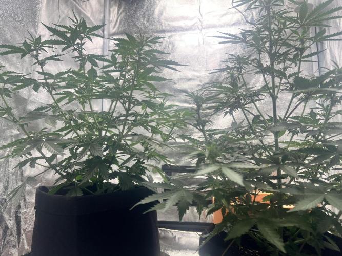 Master Kush Auto Experiment (First Run). Week 6