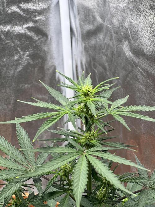 Master Kush Auto Experiment (First Run). Week 6