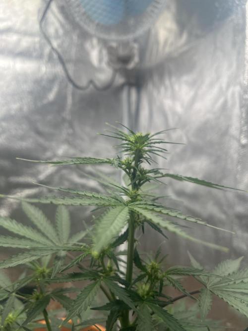 Master Kush Auto Experiment (First Run). Week 6