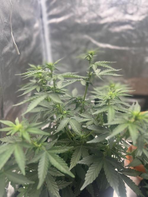 Master Kush Auto Experiment (First Run). Week 6
