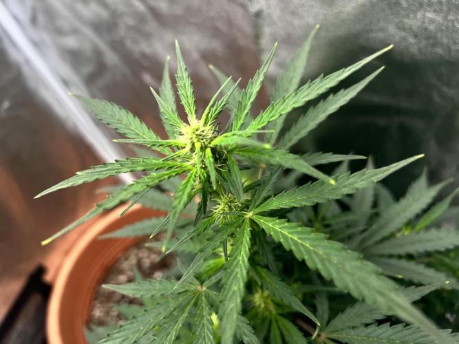 Master Kush Auto Experiment (First Run). Week 7