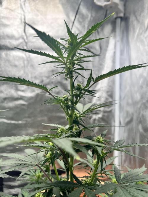 Master Kush Auto Experiment (First Run). Week 7