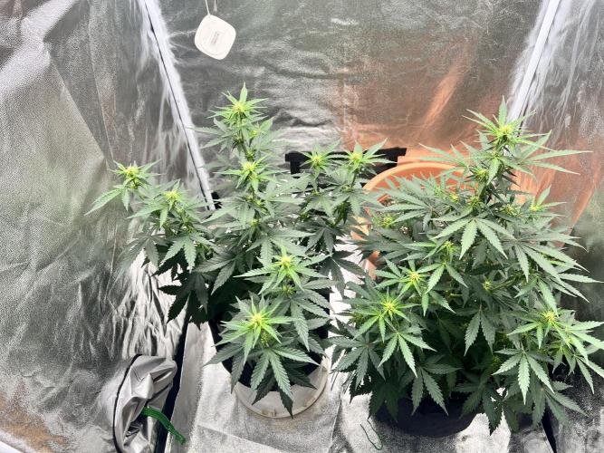 Master Kush Auto Experiment (First Run). Week 7
