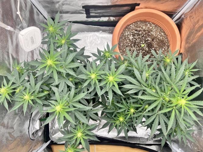Master Kush Auto Experiment (First Run). Week 7