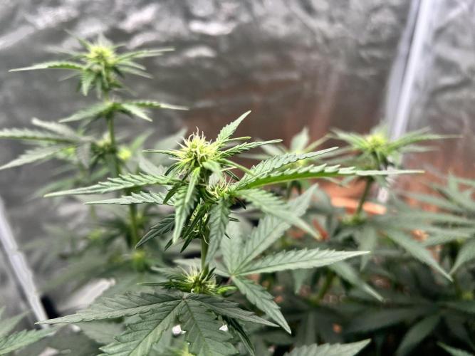 Master Kush Auto Experiment (First Run). Week 7