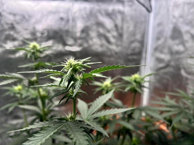 Master Kush Auto Experiment (First Run). Week 7