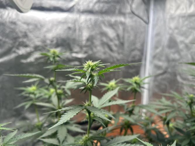 Master Kush Auto Experiment (First Run). Week 7
