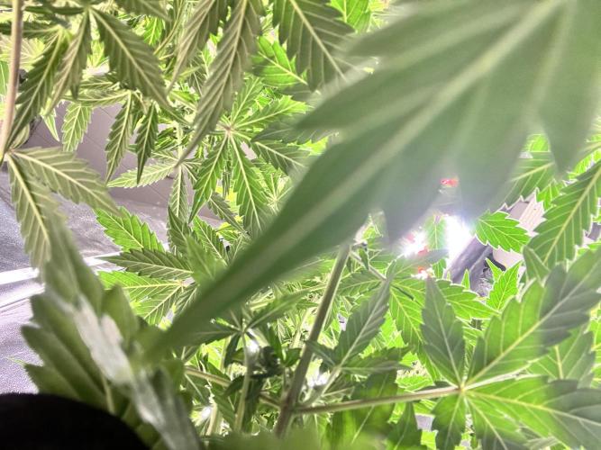 Master Kush Auto Experiment (First Run). Week 8